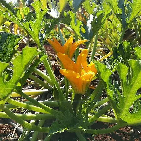 Holiday home Casale Fumarola Ostuni