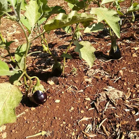 Casale Fumarola * Ostuni