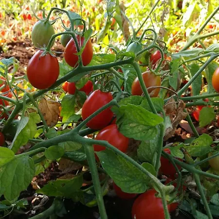 Holiday home Casale Fumarola