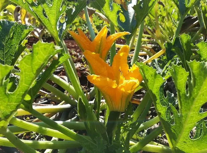 Prázdninový dům Casale Fumarola Ostuni