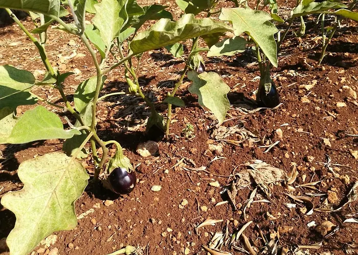 Casale Fumarola * Ostuni