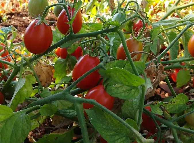 Feriehus Casale Fumarola